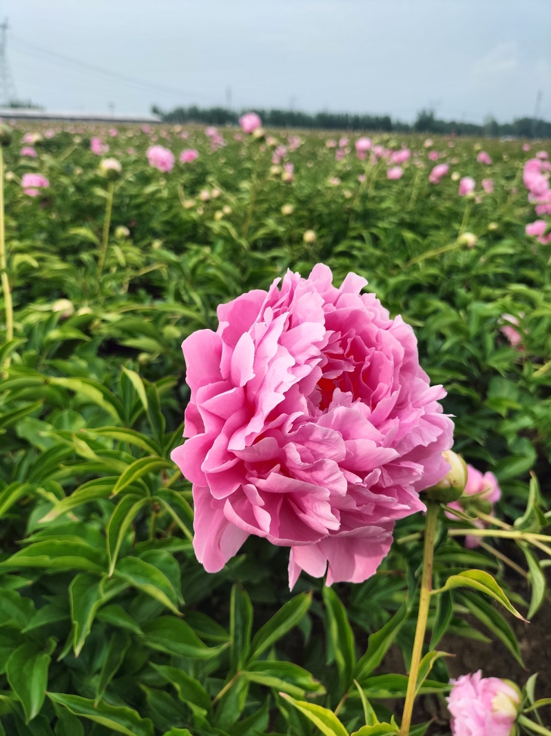 芍药重瓣芍药观赏芍药菏泽产地直发保对版