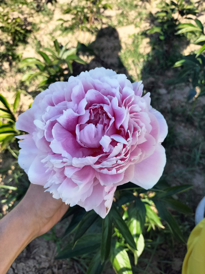 芍药重瓣芍药观赏芍药菏泽产地直发保对版