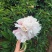 芍药重瓣芍药观赏芍药菏泽产地直发保对版