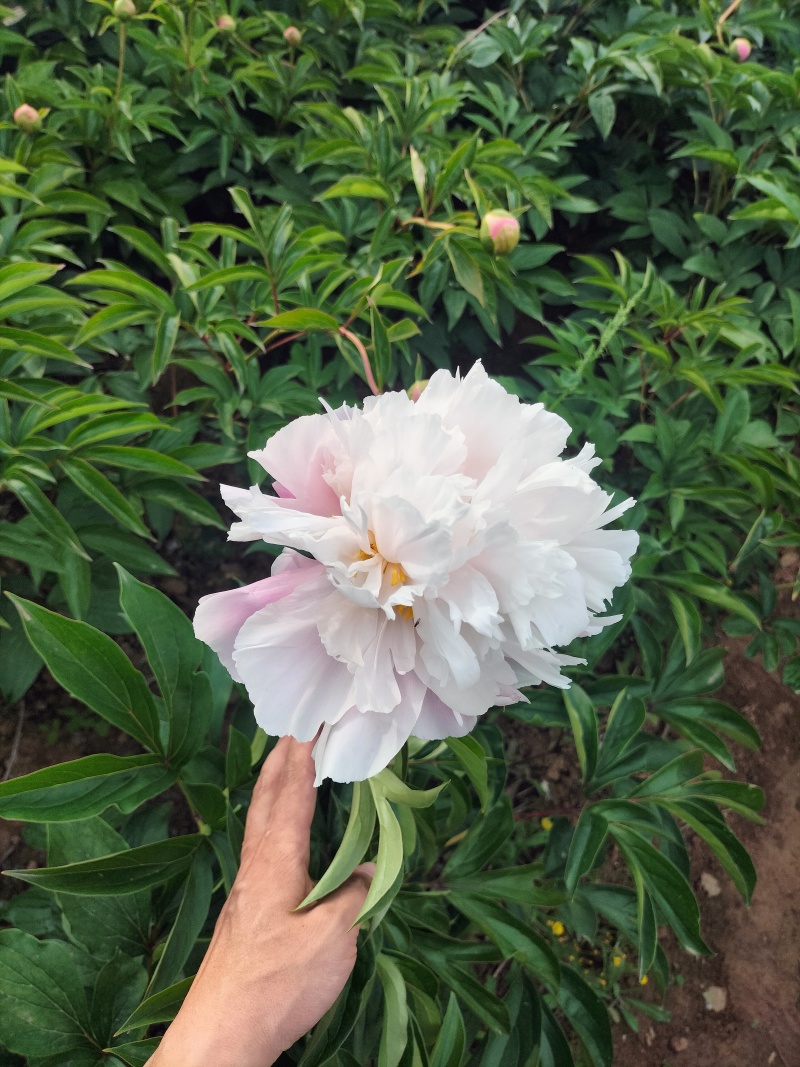 芍药重瓣芍药观赏芍药菏泽产地直发保对版