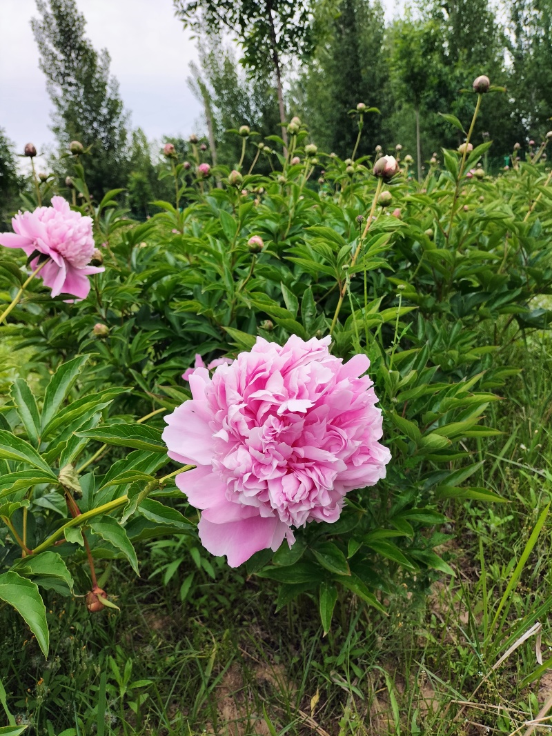 芍药重瓣芍药观赏芍药菏泽产地直发保对版