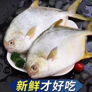 冰鲜金鲳鱼新鲜海鱼鲳鱼深海昌鱼金昌鱼活鱼鲜批发无冰衣服养殖现