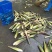 双季茭通货，高山茭白湖北基地直发对接全国量大从优一条龙