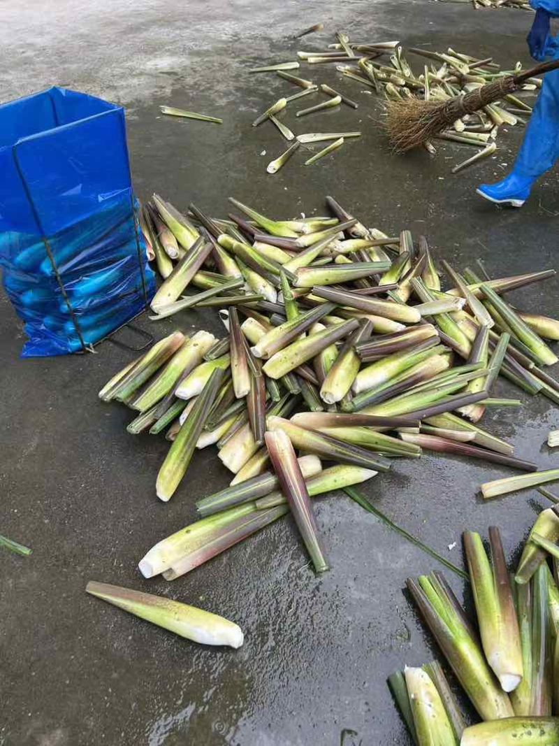 双季茭通货，高山茭白湖北基地直发对接全国量大从优一条龙