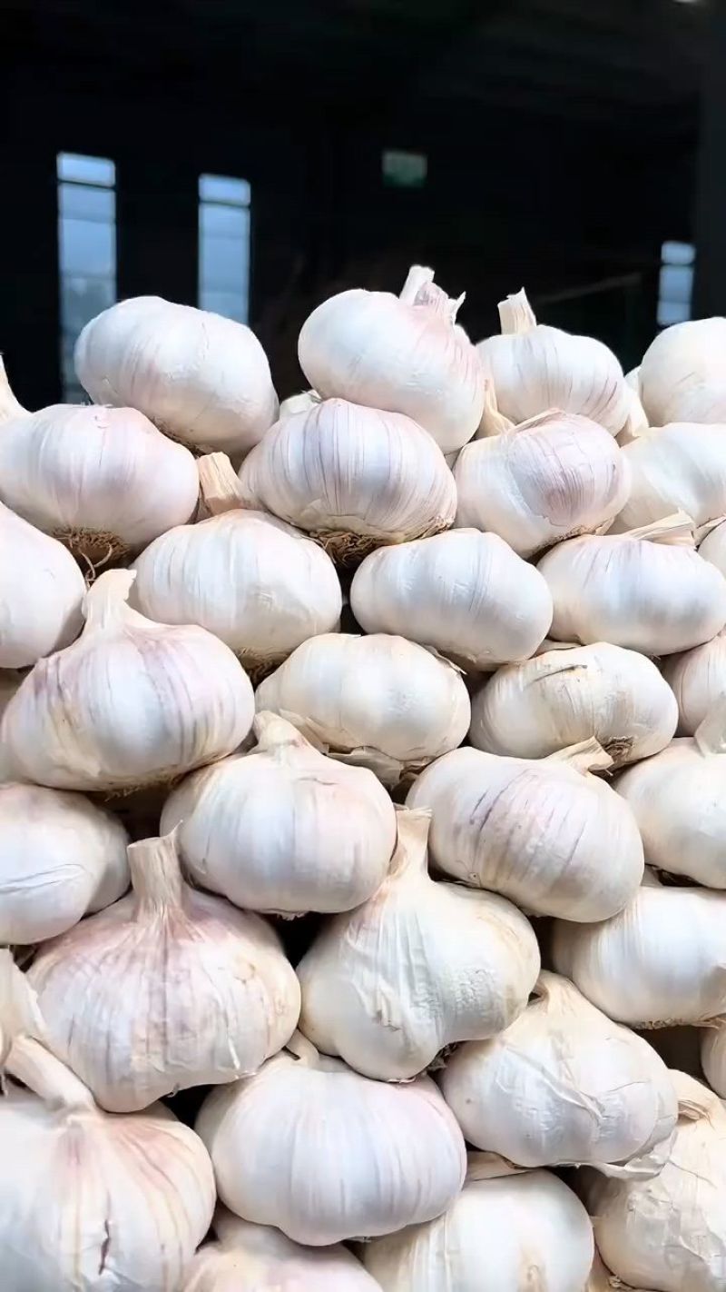 山东精品大蒜，紫皮，白皮蒜，出口贸易，一件代发，接单中