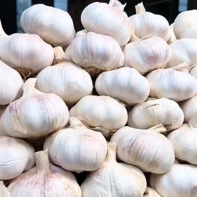 山东精品大蒜，紫皮，白皮蒜，出口贸易，一件代发，接单中