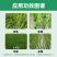 瑞邦新水友10%吡嘧磺隆水稻鸭舌草三棱草阔叶草莎草科杂草