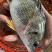 三去黄翅鱼黄鳍海捕野生黄脚立黄立鲷鱼海鲜新鲜活真空包装