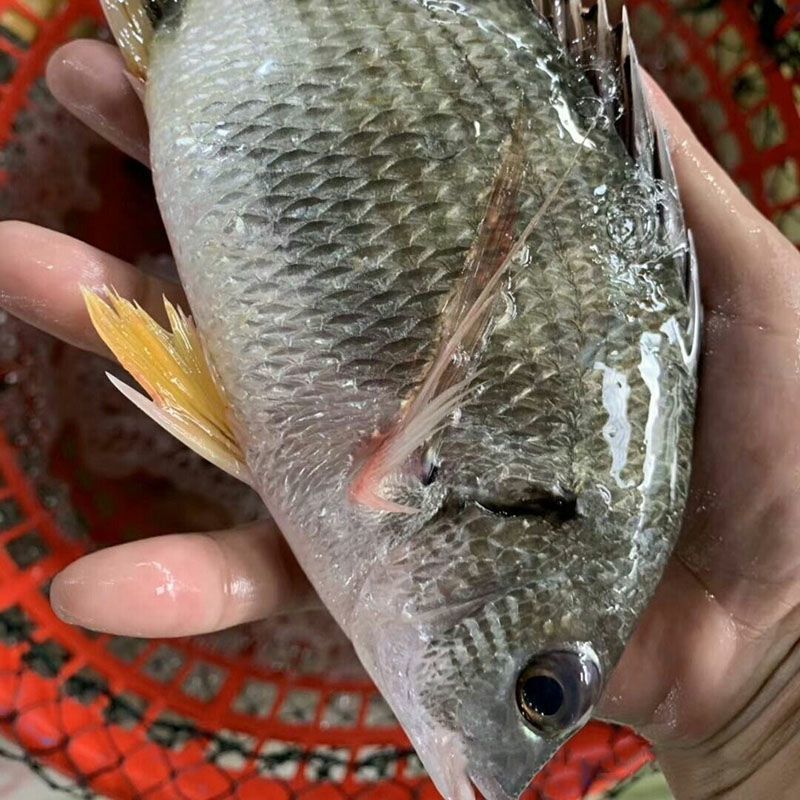 三去黄翅鱼黄鳍海捕野生黄脚立黄立鲷鱼海鲜新鲜活真空包装