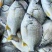 三去黄翅鱼黄鳍海捕野生黄脚立黄立鲷鱼海鲜新鲜活真空包装