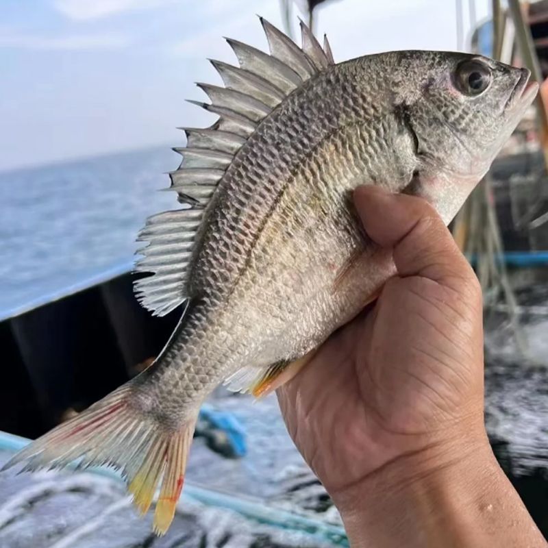 三去黄翅鱼黄鳍海捕野生黄脚立黄立鲷鱼海鲜新鲜活真空包装