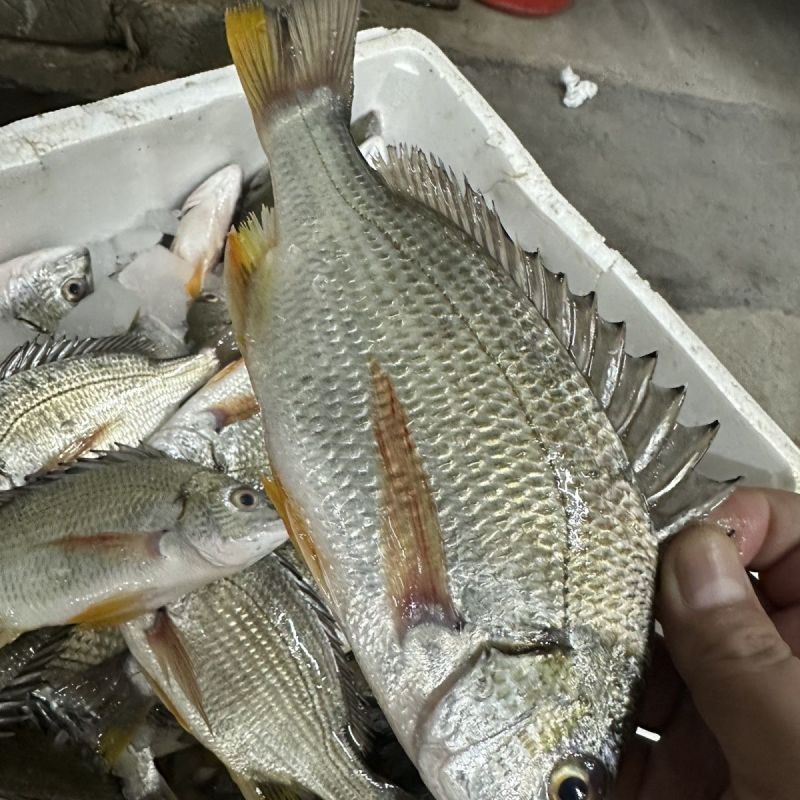 三去黄翅鱼黄鳍海捕野生黄脚立黄立鲷鱼海鲜新鲜活真空包装