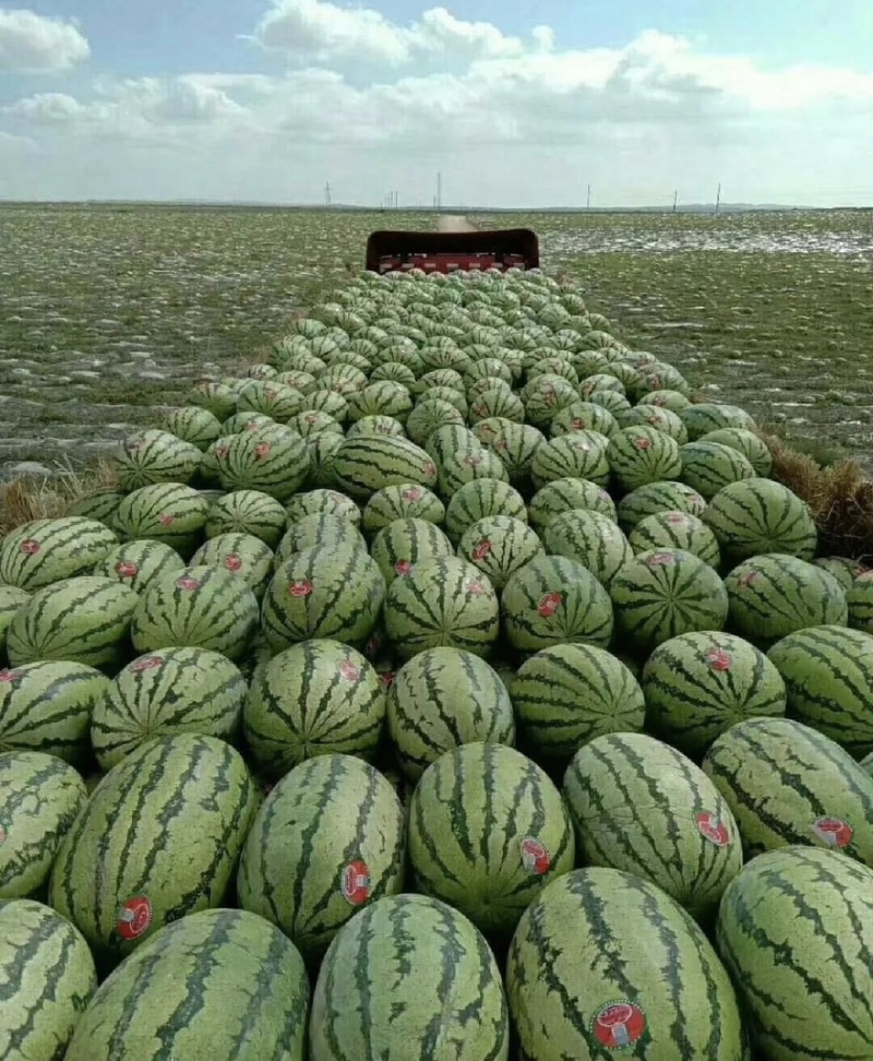 宁夏硒砂瓜上市产地直供个头大皮毛靓糖度高全国发货