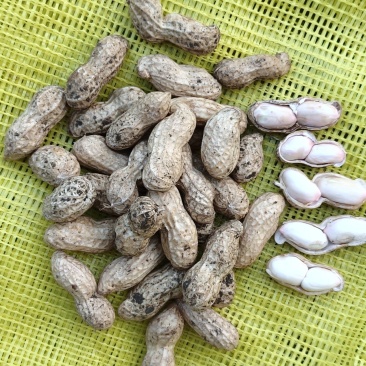 现摘鲜花生，成熟度高，大白沙，小白沙，人工过筛