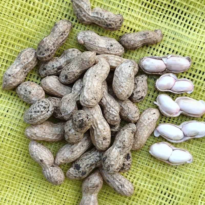 现摘鲜花生，成熟度高，大白沙，小白沙，人工过筛