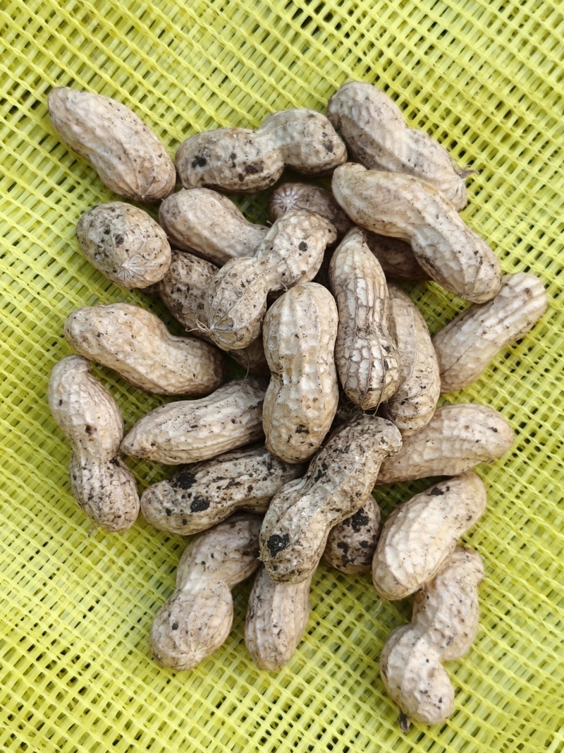 现摘鲜花生，成熟度高，大白沙，小白沙，人工过筛
