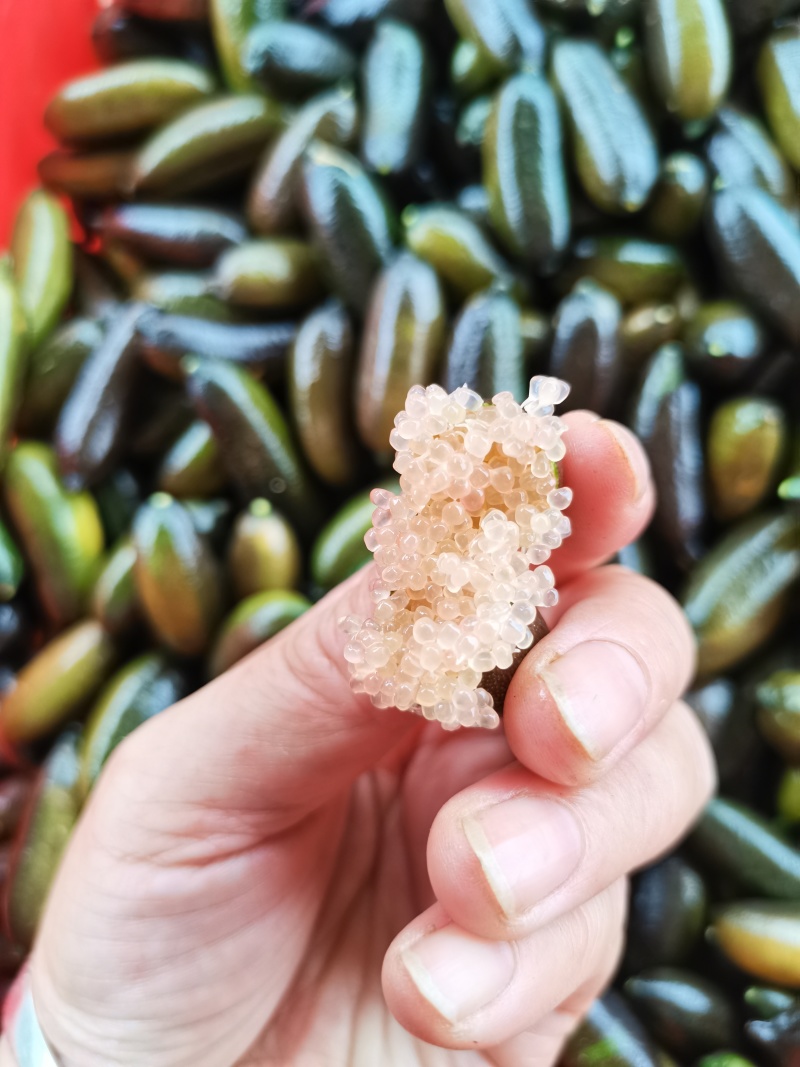手指柠檬指橙拇指柠檬鲜果酒店西餐食材批发