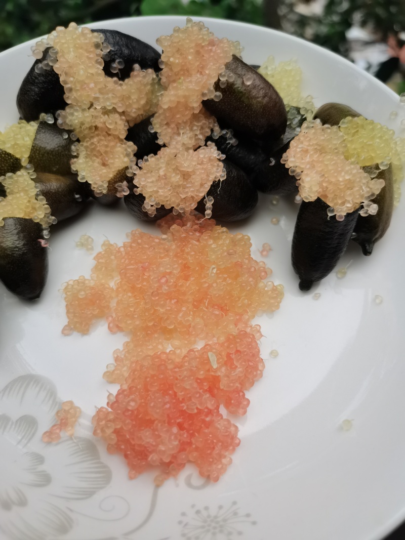 手指柠檬指橙拇指柠檬鲜果酒店西餐食材批发