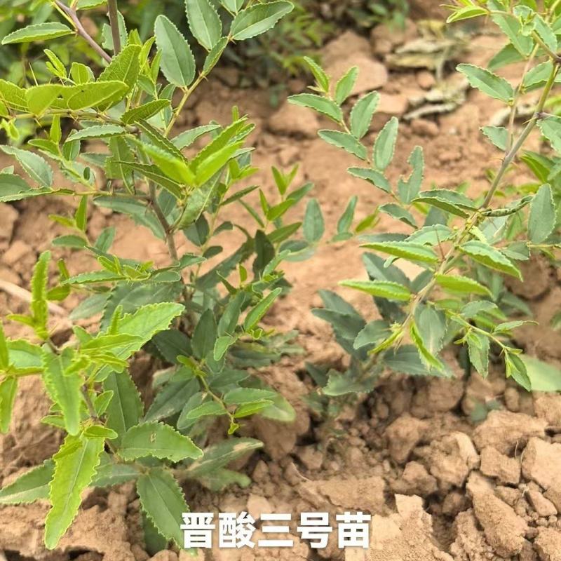 精品晋酸三号酸枣苗，苗圃直发，诚信经营，量大从优