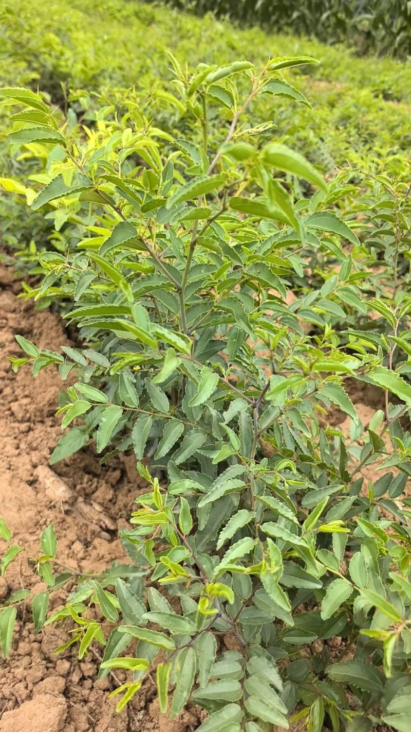 精品晋酸三号酸枣苗，苗圃直发，诚信经营，量大从优