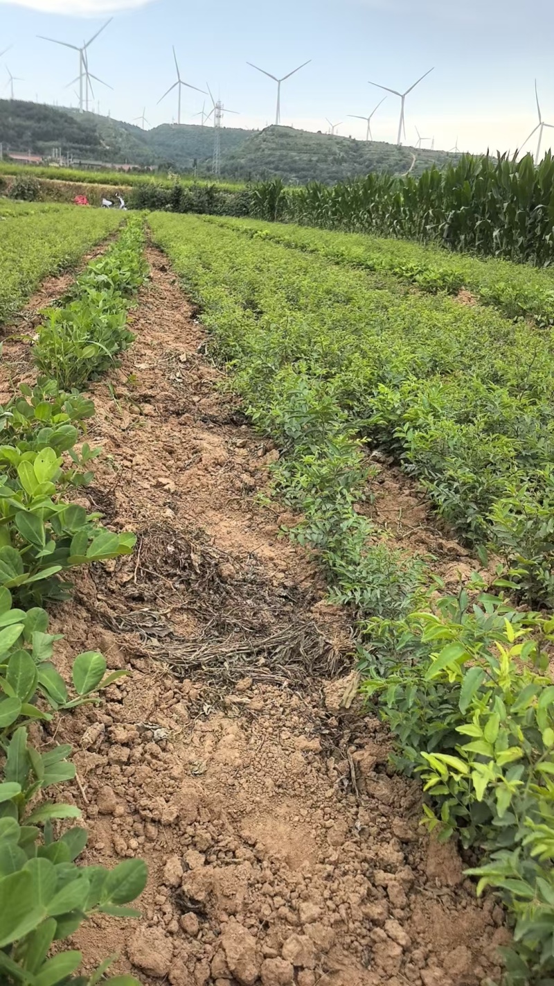 精品晋酸三号酸枣苗，苗圃直发，诚信经营，量大从优