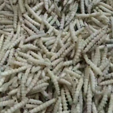 云南深山野生竹虫。舌尖上的美味。