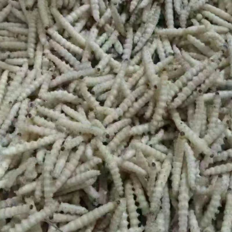 云南深山野生竹虫。舌尖上的美味。