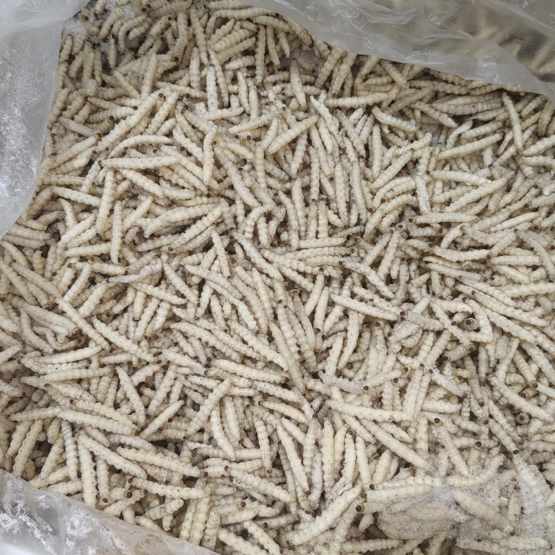 云南深山野生竹虫。舌尖上的美味。