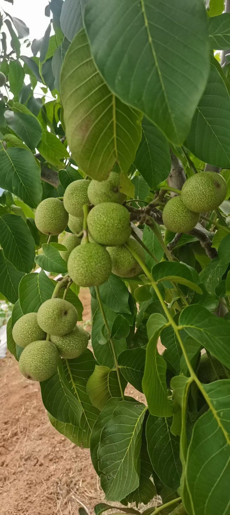 批发青皮核桃，去皮鲜核桃。
