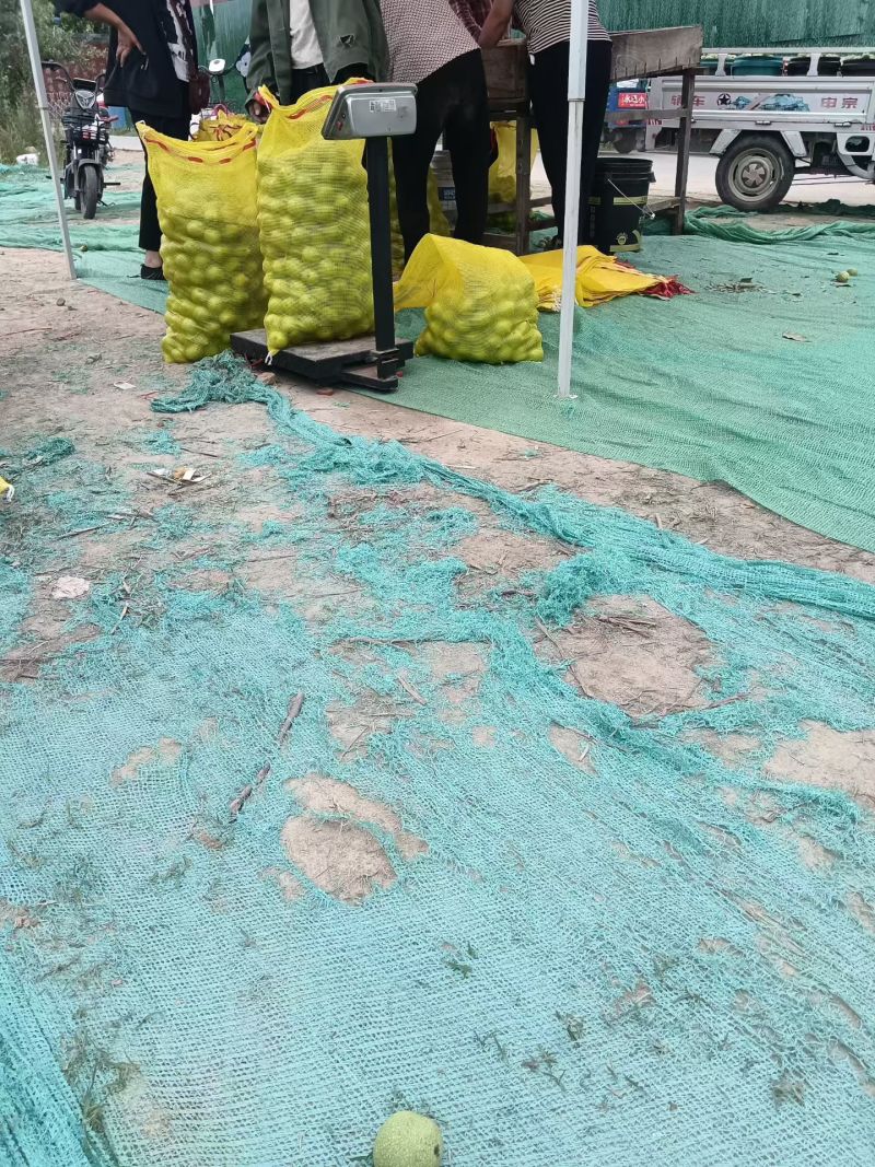 批发青皮核桃，去皮鲜核桃。