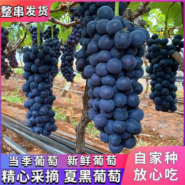 辽南巨峰葡萄支持视频看货，一条龙服务，欢迎咨询