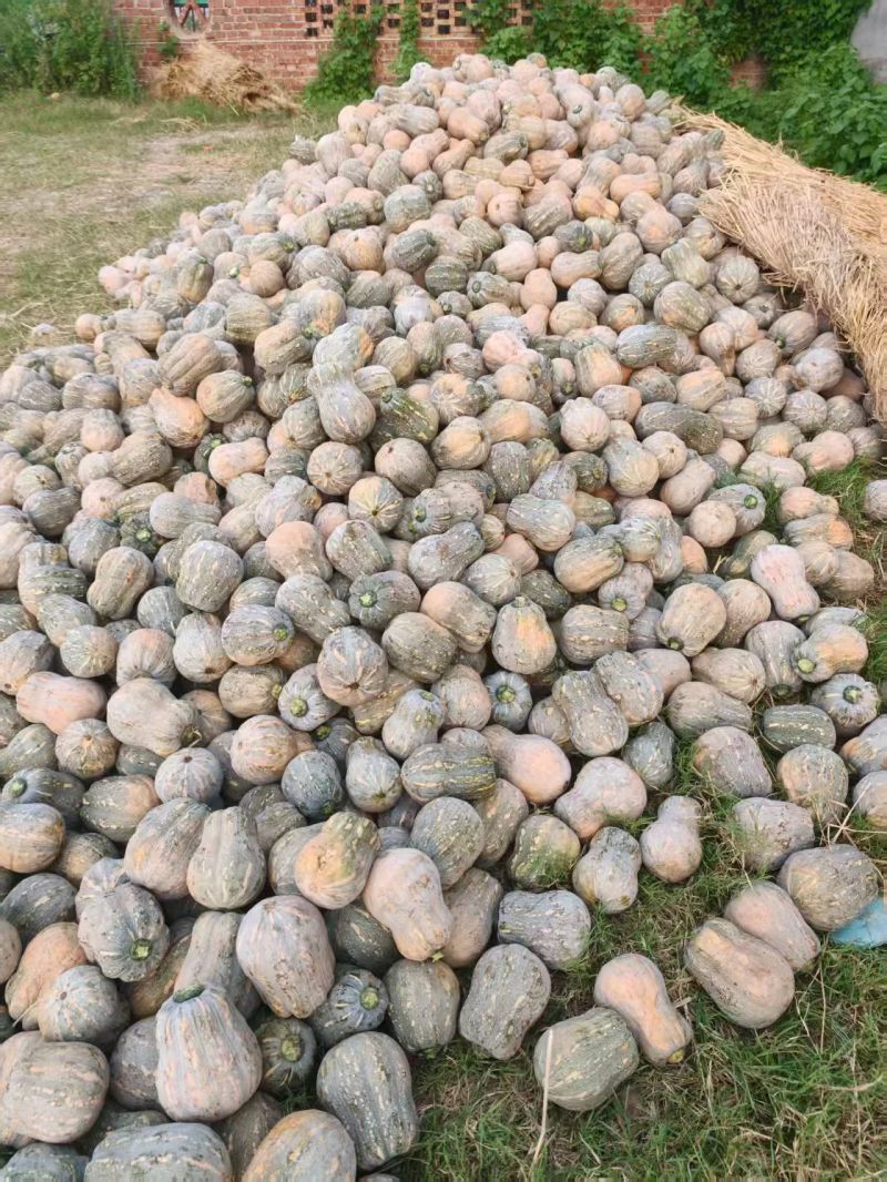 小金香南瓜