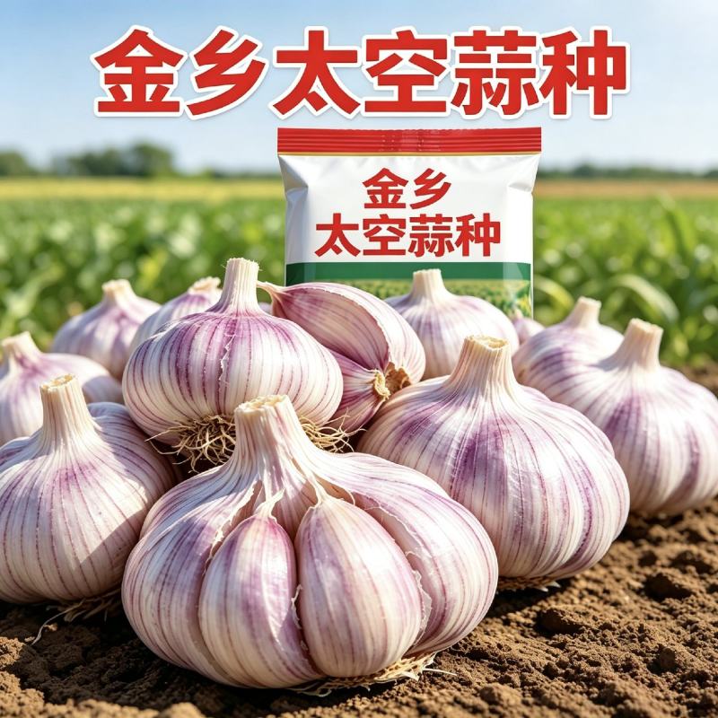 金乡正宗太空蒜种产地直供包装可选全国发货