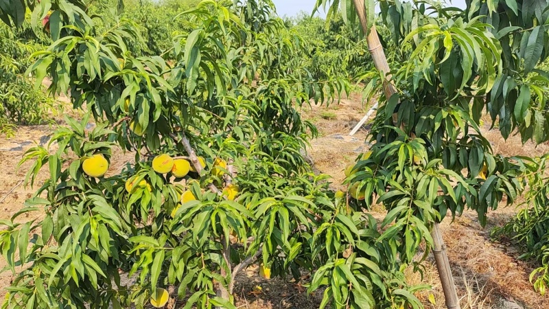 赣榆区石桥镇黄金冠黄桃