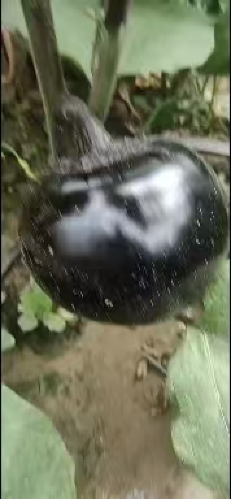 圆茄预售
