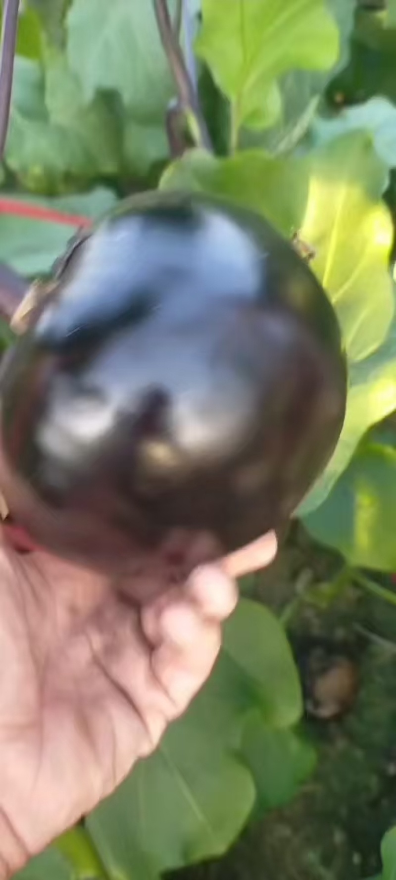 圆茄预售