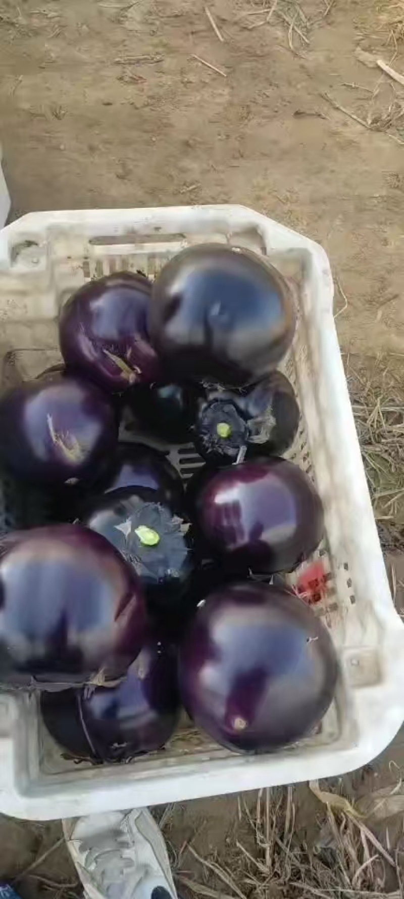 圆茄预售