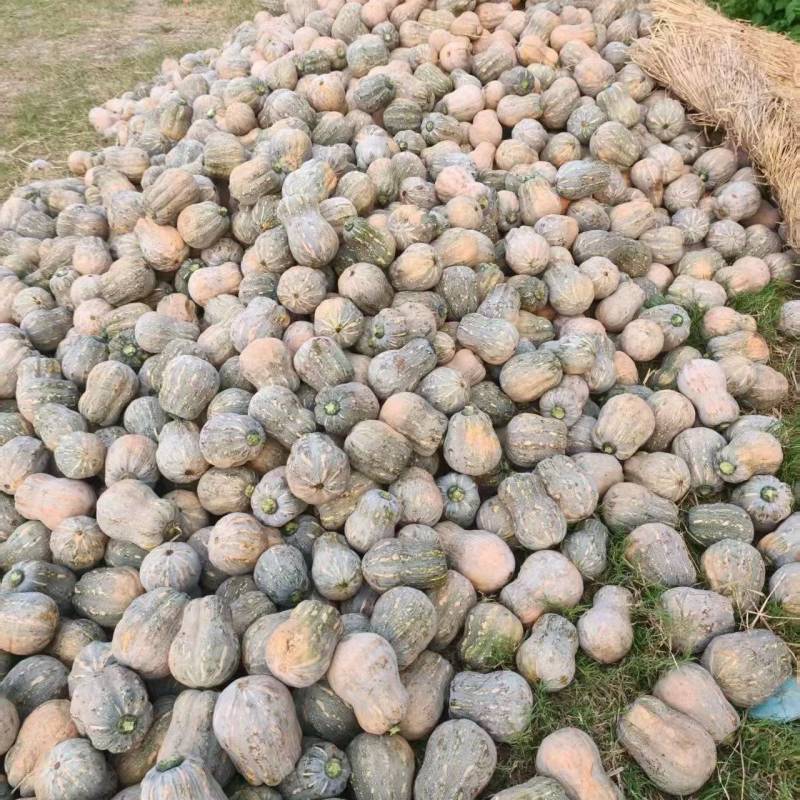小金香南瓜