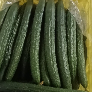 黄瓜