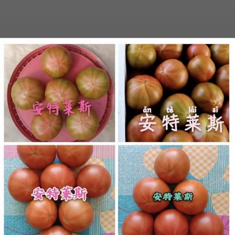 安特莱斯