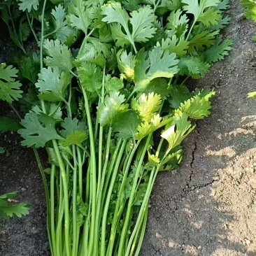 精品铁杆青香菜