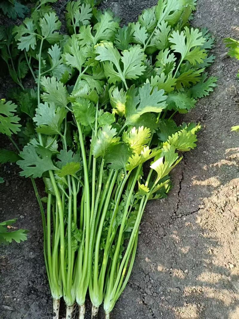 精品铁杆青香菜