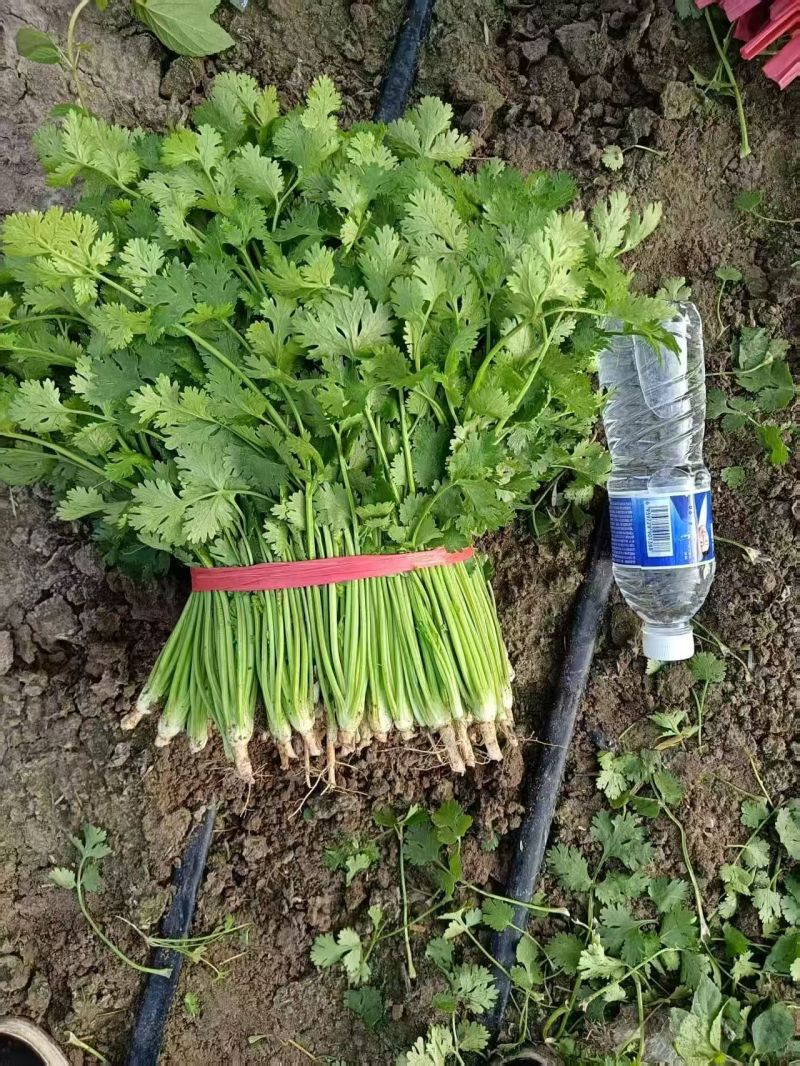 精品铁杆青香菜