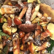 野生牛肝菌量大优惠