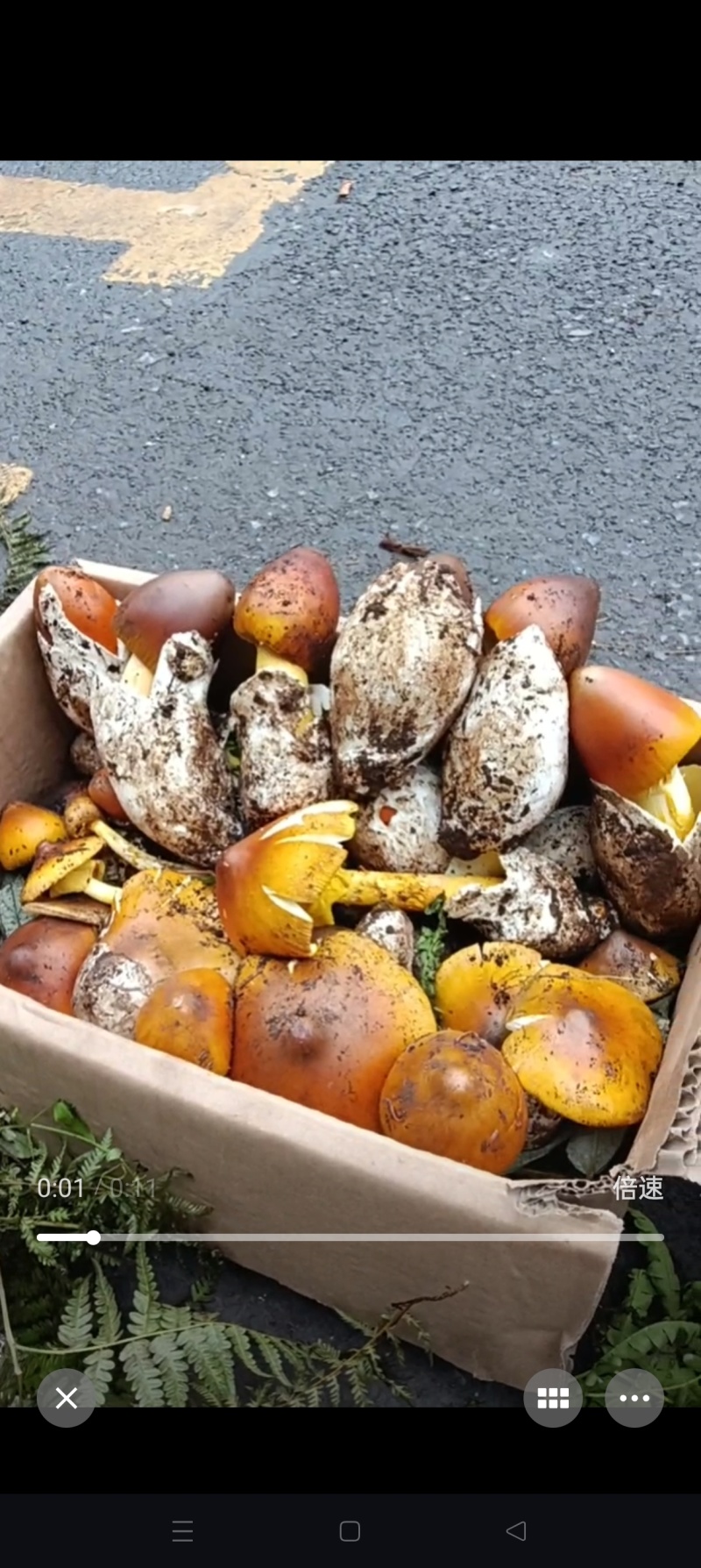 野生牛肝菌量大优惠