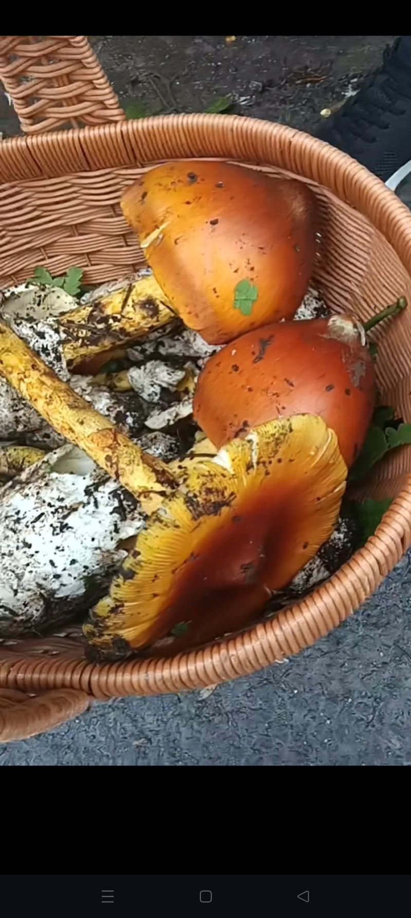 野生牛肝菌量大优惠