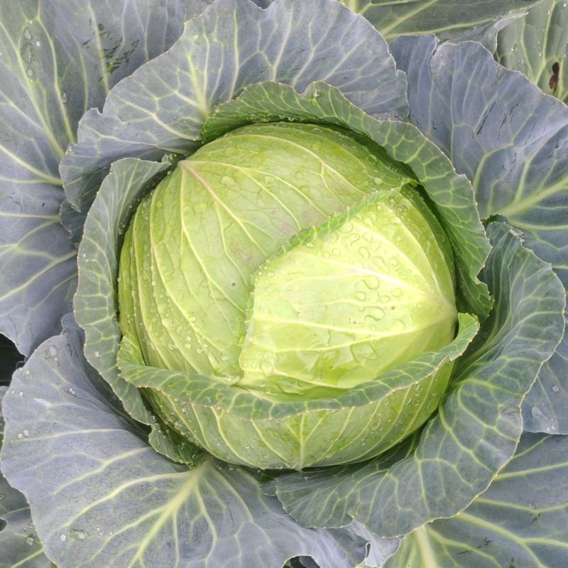 京丰一号甘蓝种子易种植好打理脆嫩包心菜种子春秋季蔬菜