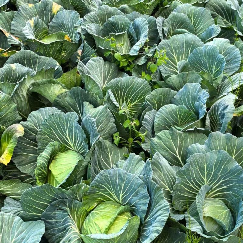 京丰一号甘蓝种子易种植好打理脆嫩包心菜种子春秋季蔬菜