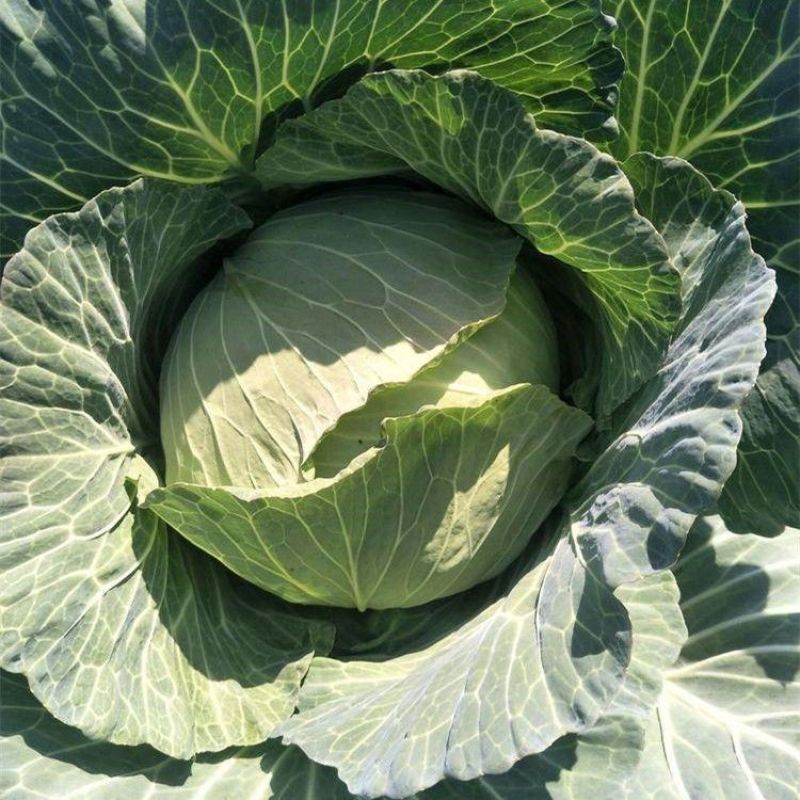 京丰一号甘蓝种子易种植好打理脆嫩包心菜种子春秋季蔬菜