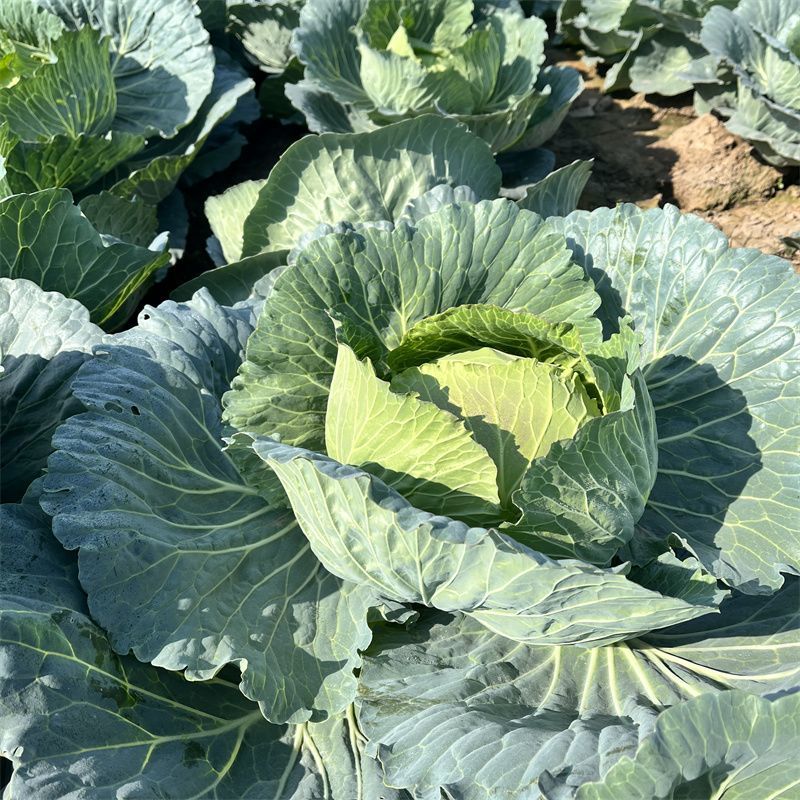 京丰一号甘蓝种子易种植好打理脆嫩包心菜种子春秋季蔬菜